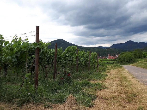 Weingut Bosch Schmunzelweg