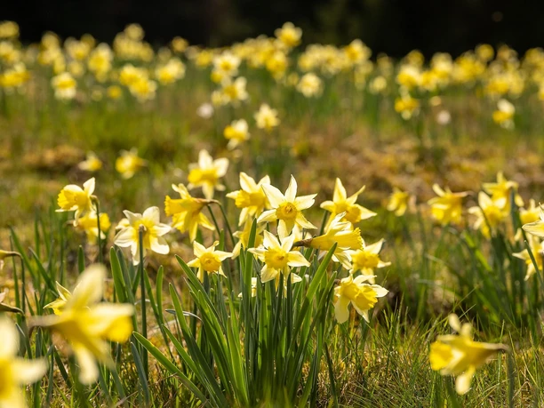Wilde Narzissen im Oleftal