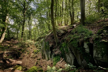 Hohe Buche