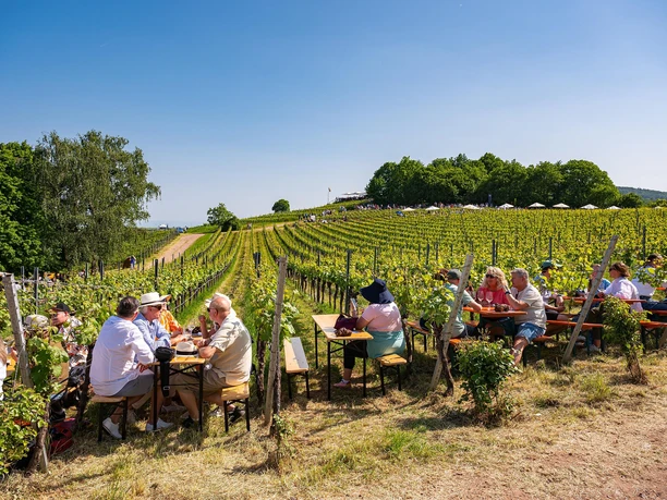 Genuss zwischen den Rebzeilen