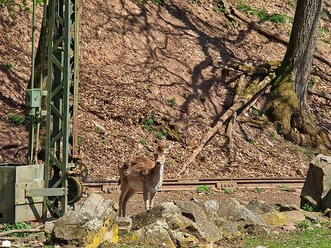 Zoo03