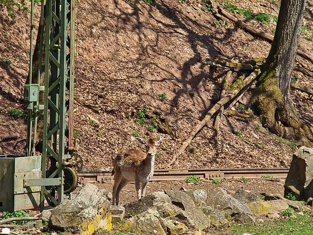Zoo03