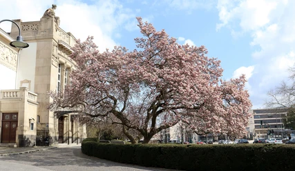 Stadttheater Magnolie