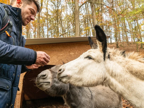 Wildpark Donsbach Herbst 2020