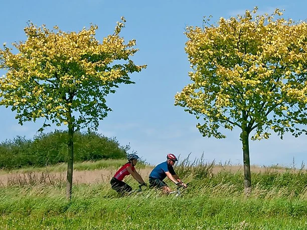 Auf dem MTB vorbei an Wiesen