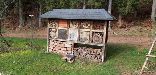 Insekten des Waldes (1)