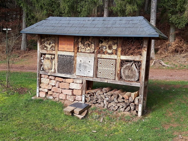 Insekten des Waldes (1)