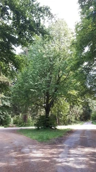 Gezeichnete Baum