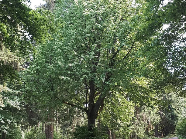 Gezeichnete Baum