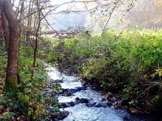 Am Hohlenfelsbach