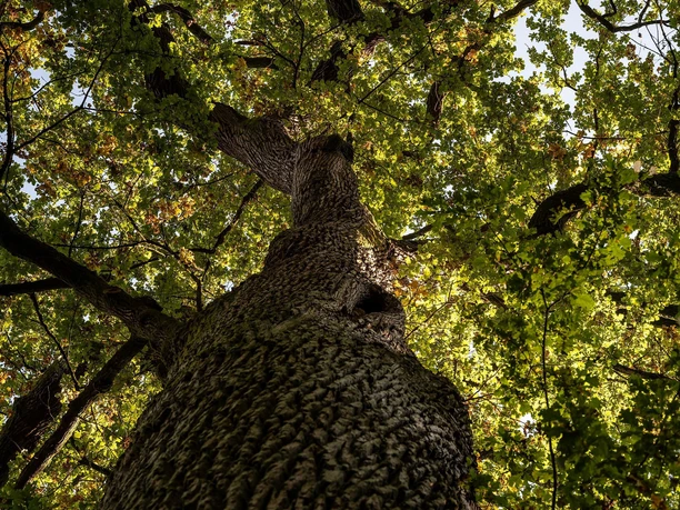 Baum im Bienwald