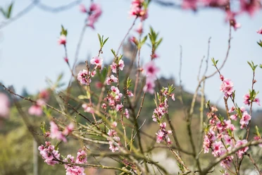 Weinbergblüte Pfirsich