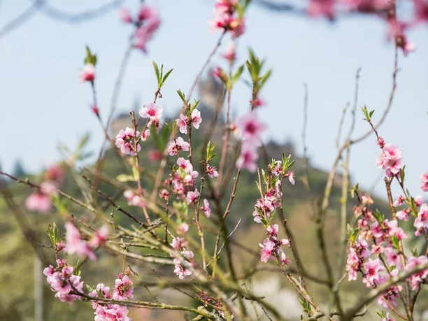 Weinbergblüte Pfirsich