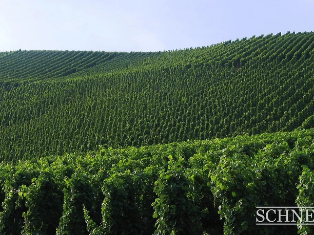 Weingut Schneider (3)