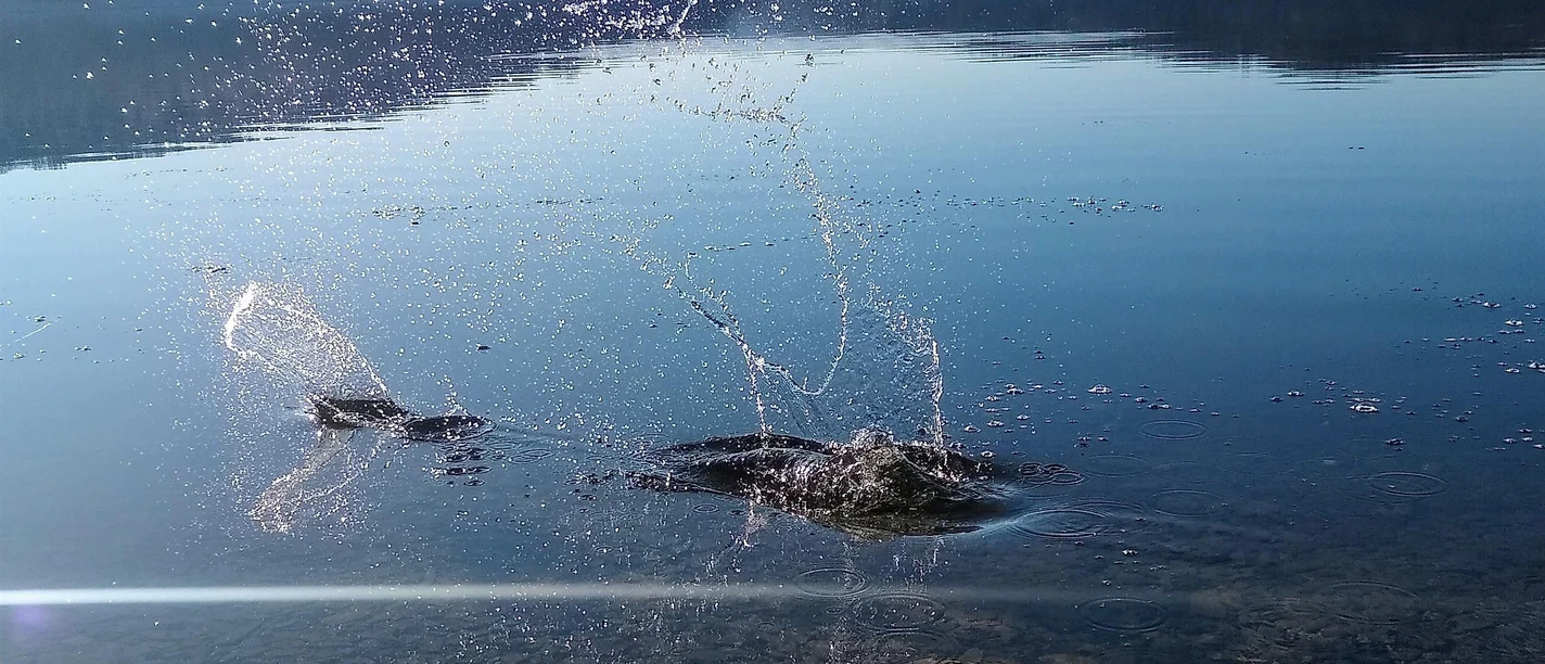 Kurse für die Seele