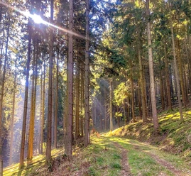 Der Giebelwald zwischen Kirchen und Mudersbach