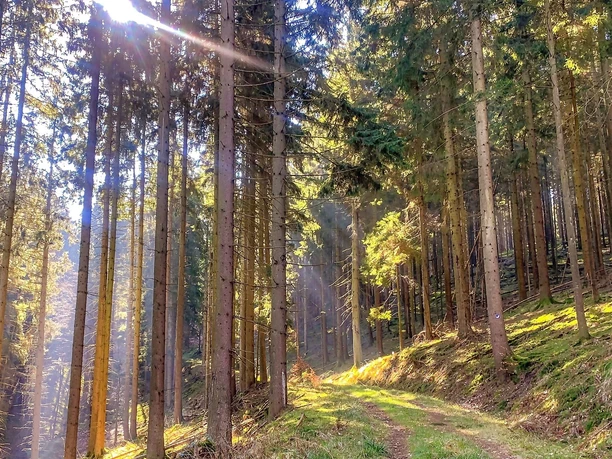 Der Giebelwald zwischen Kirchen und Mudersbach Der Giebelwald zwischen Kirchen und Mudersbach