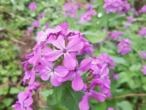 Blütenpracht am Wegesrand