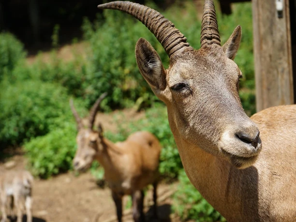 Wildpark Sommer Alpensteinböcke