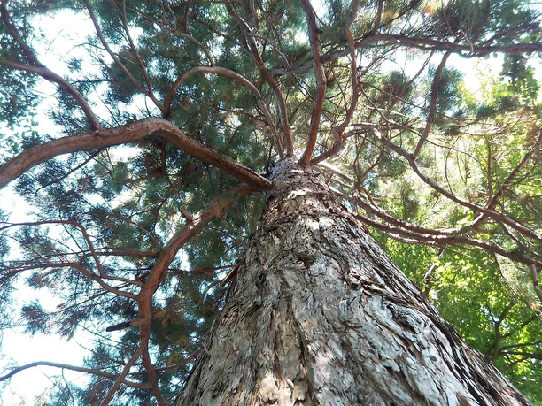 Botanische Führung 1