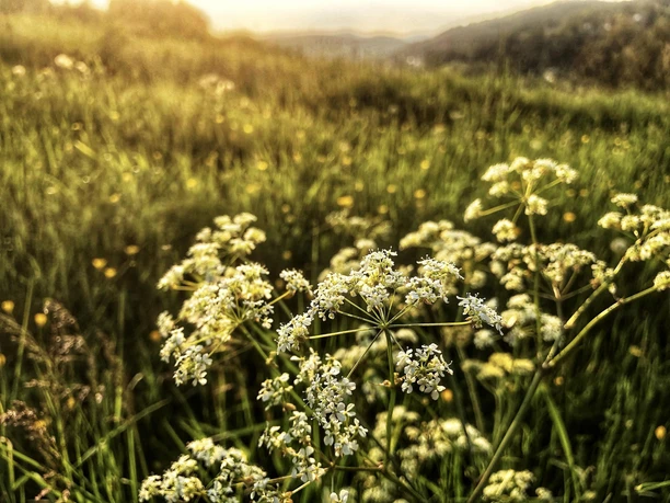 Natur