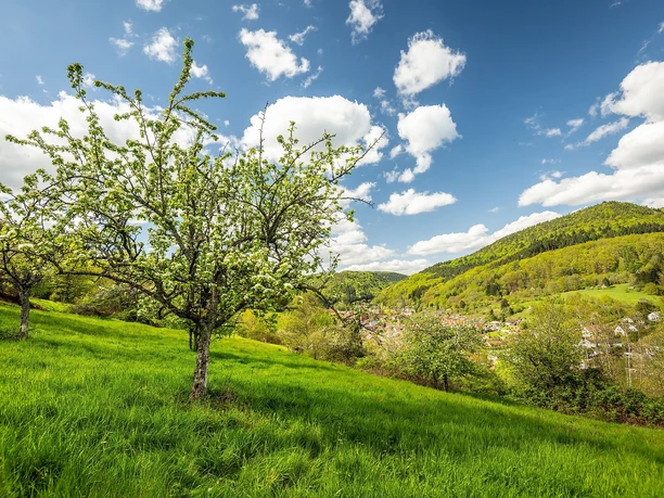 Frühling bei Eußerthal