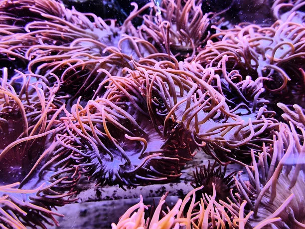 ...in leuchtenden Farben...