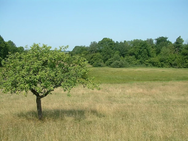 Hinkelsmaar