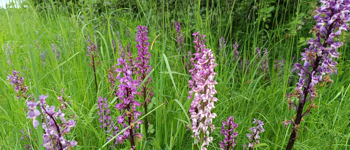Orchidee