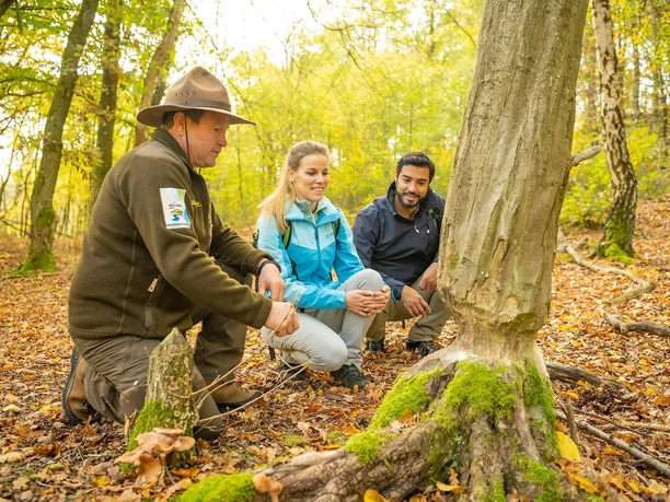 Biberspuren auf dem Wildnis-Trail