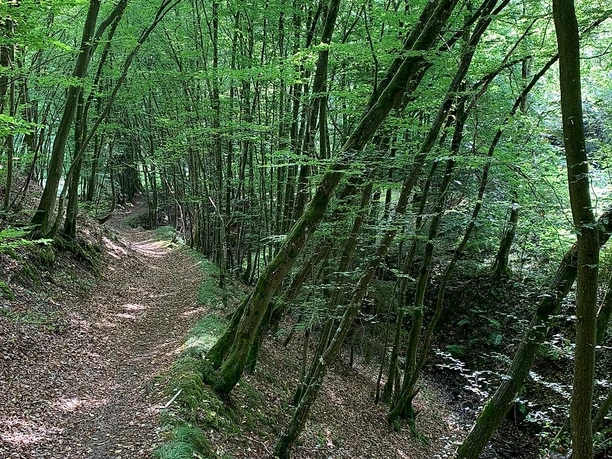 Verwunschener Pfad Dreisbachtal