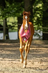 Fohlen