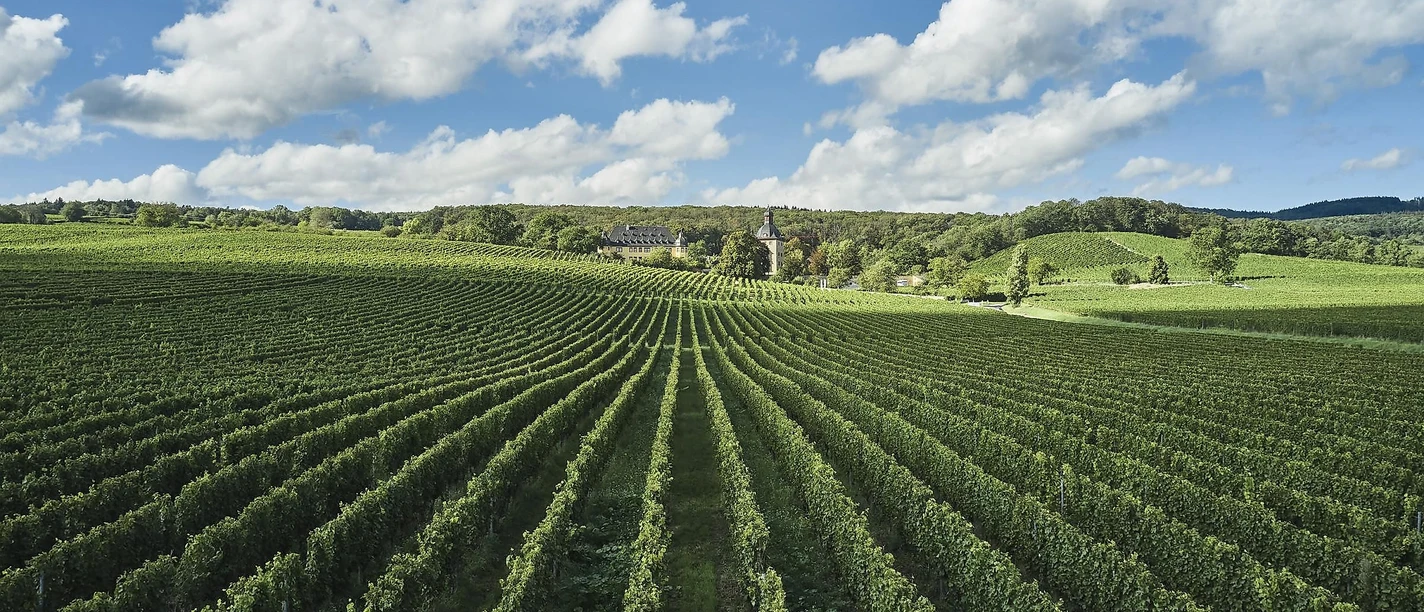 Weinberge Schloss Vollrads