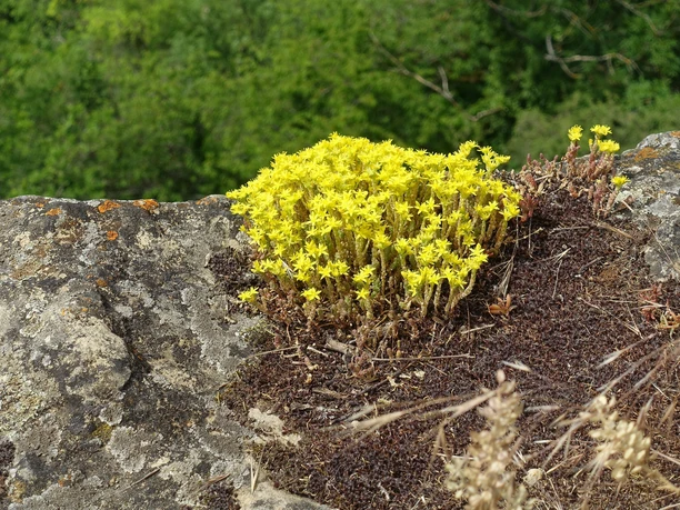 Blumen