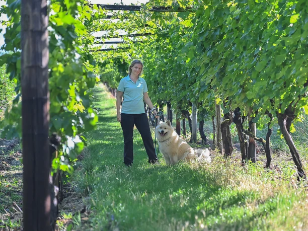 Weinlaube Weinlaube