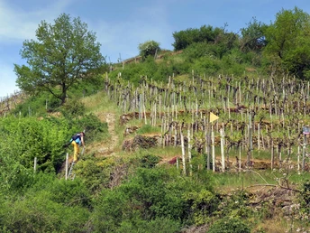 Wehrer Rosenberg (3)