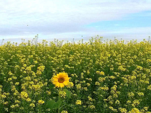 Sonnenblumenfeld