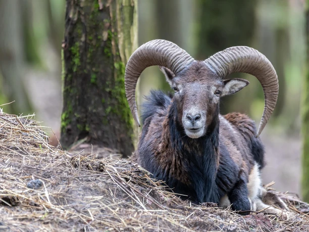 Wildpark Frühling Mufflons