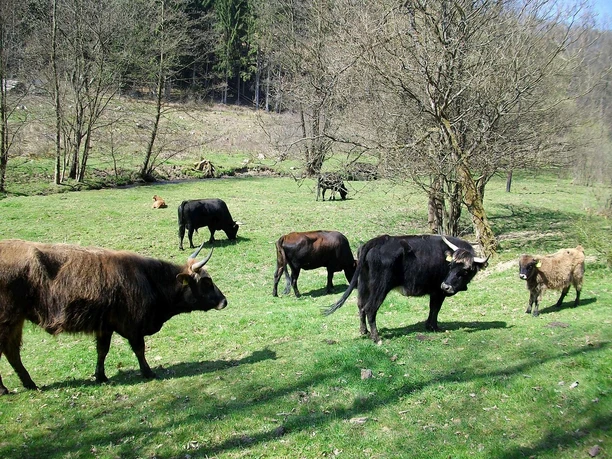 Heckrinder im Grenzbachtal Heckrinder im Grenzbachtal
