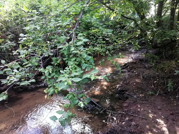 Naturbelassen fließt der Bach bei Heuchelheim Naturbelassen fließt der Bach bei Heuchelheim