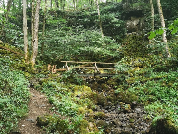 Wolfsschlucht mit Moos im Sommer