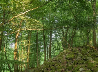 Basalthügel