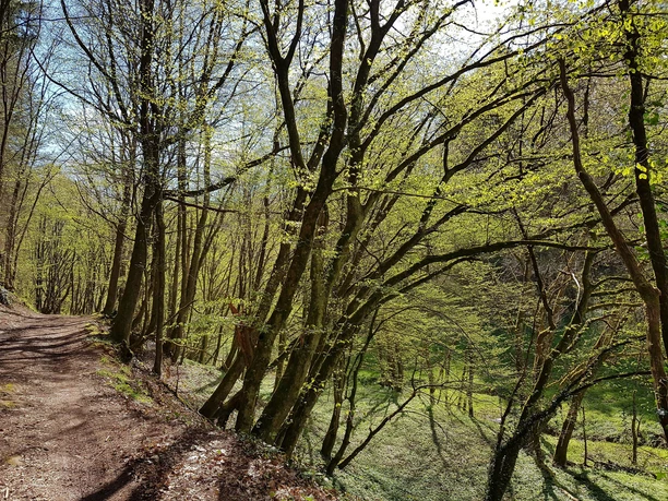 Weg zum Dietersberg entlang des Dietersbaches