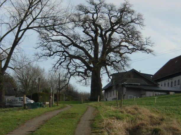 Denkmal Eiche Kaffroth