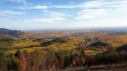 Aussicht vom Föhrlenberg im Herbst
