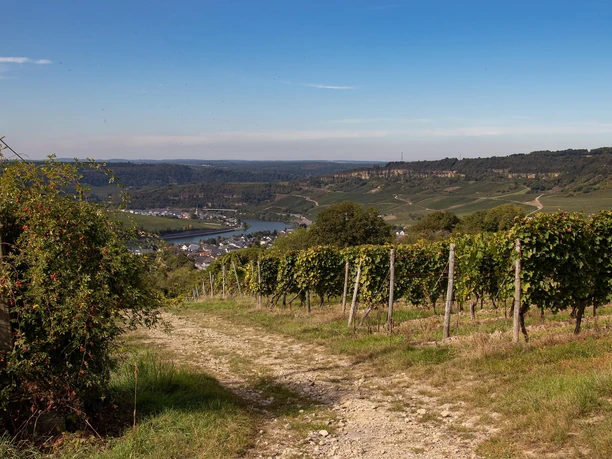 Kellertage Nittel (4)