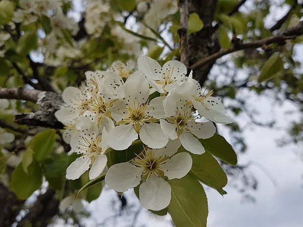Frühling im Pfarrgarten