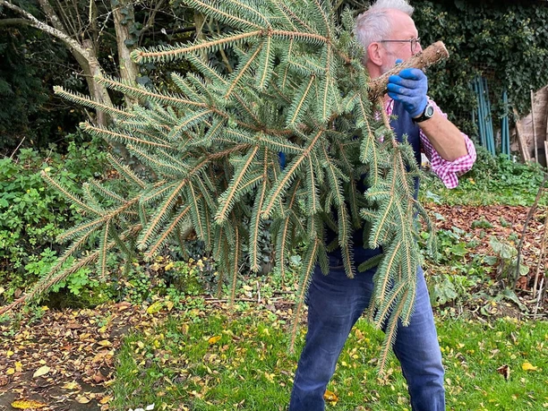 Musterbaum