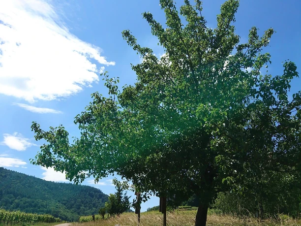 ... wird seit 1989 der Baum des Jahres gepflanzt. ... wird seit 1989 der Baum des Jahres gepflanzt.