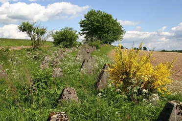 Höckerlinie Westwall-Wanderweg